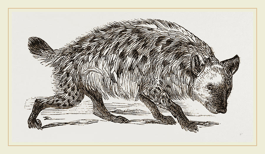 900x523 Spotted Hyena Drawing - Spotted Hyena Drawing