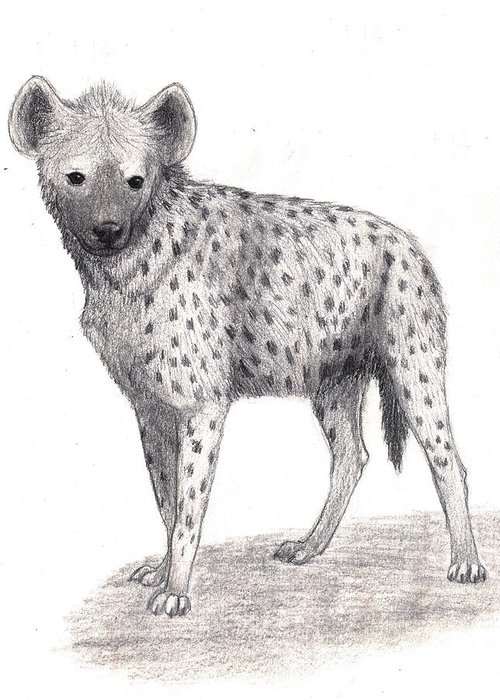 500x700 Spotted Hyena Greeting Card For Sale - Spotted Hyena Drawing