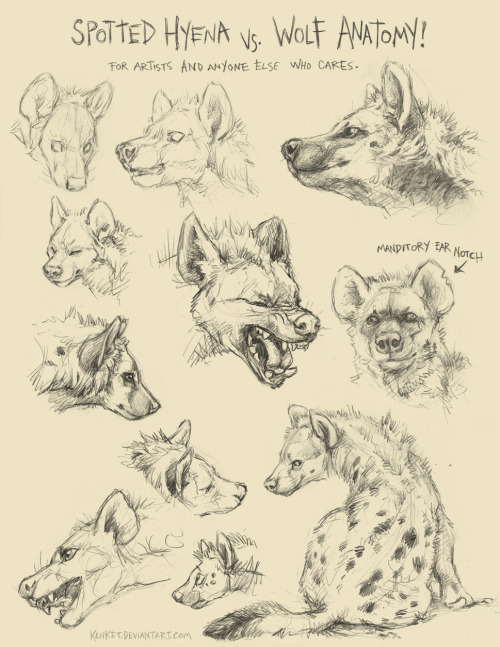 500x647 Hyena Anatomy Tumblr - Spotted Hyena Drawing
