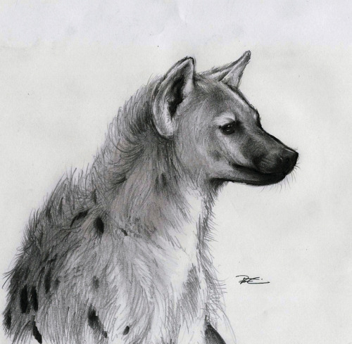 500x489 doodle of boredom, asked you could you draw a spotted - Spotted Hyena Drawing