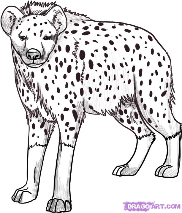 613x718 Draw A Hyena, Step - Spotted Hyena Drawing