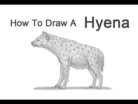 480x360 How To Draw A Hyena - Spotted Hyena Drawing