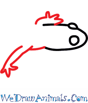 300x350 How To Draw A Blue Spotted Salamander - Spotted Salamander Drawing