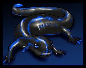 350x277 How To Draw A Salamander, Step - Spotted Salamander Drawing