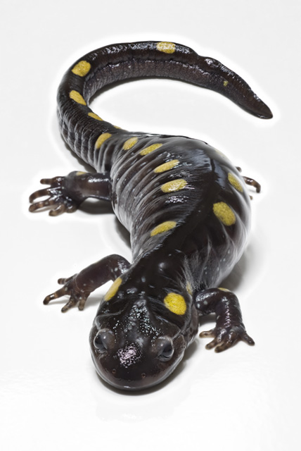428x640 Salamander - Spotted Salamander Drawing