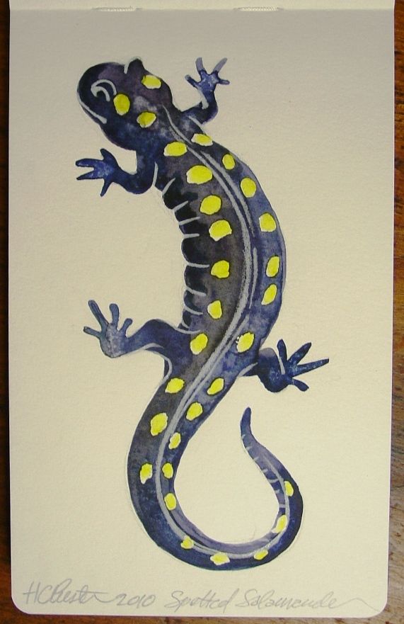 571x881 Salamander Illustrations Childlike And Vector Too! Anfibios - Spotted Salamander Drawing