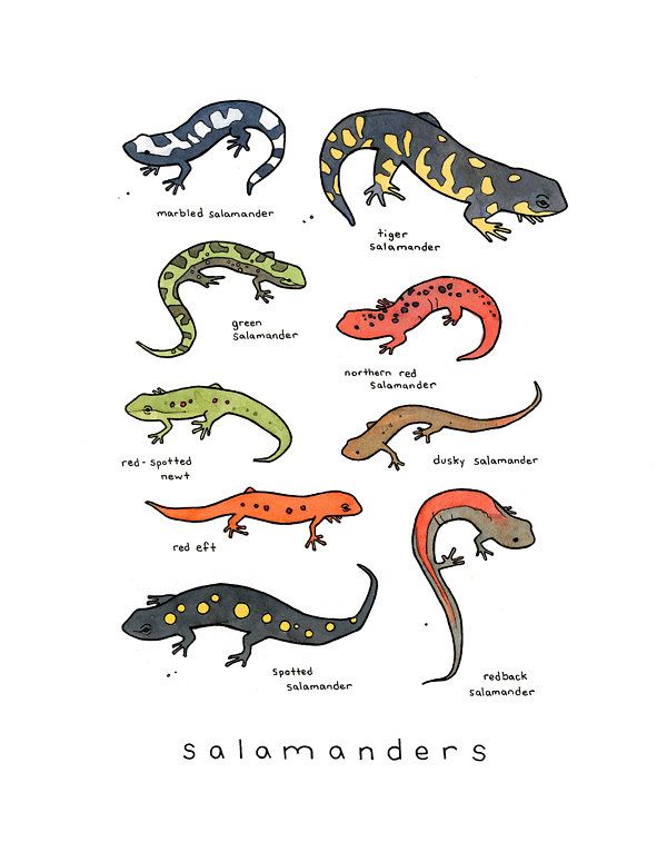 600x757 Salamanders Chart Print, Animal Wall Art In My - Spotted Salamander Drawing