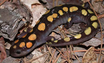 345x210 Species Profile Spotted Salamander - Spotted Salamander Drawing