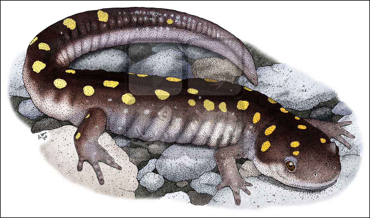 1234x729 Spotted Salamander - Spotted Salamander Drawing