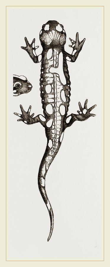 372x900 Spotted Salamander Drawing - Spotted Salamander Drawing