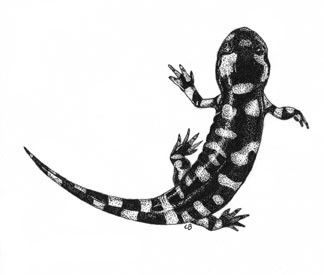 324x275 spotted salamander original drawing black and white bold blacks - Spotted Salamander Drawing