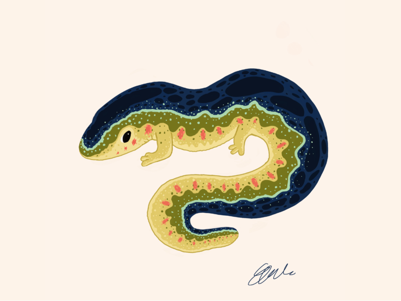 800x600 Spotted Salamander - Spotted Salamander Drawing