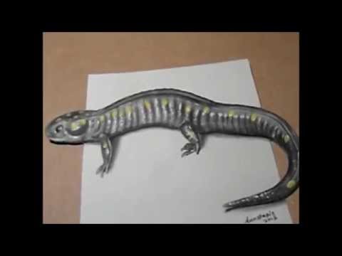 480x360 trick art !!! amazing lizard drawing - Spotted Salamander Drawing