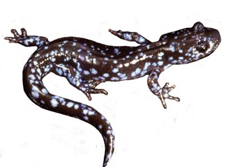 324x240 vernal pools dummerston conservation commission - Spotted Salamander Drawing