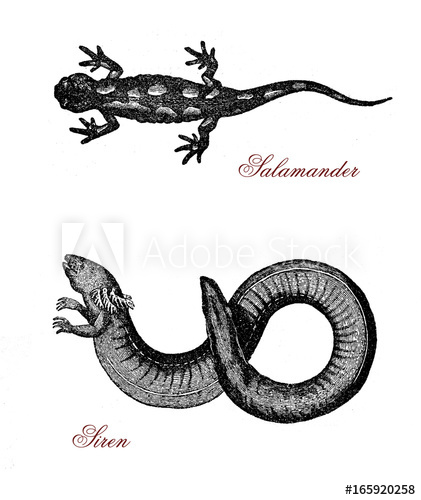 421x500 vintage engraving of siren, aquatic salamander similar to eel - Spotted Salamander Drawing