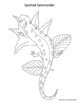 270x350 animal coloring pages, hand drawn, mammals, bugs, amphibians, fish - Spotted Salamander Drawing