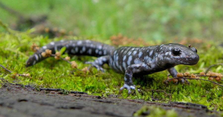 900x475 Blue Spotted Salamander Photograph - Spotted Salamander Drawing