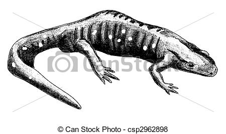 450x268 Blue Spotted Salamander - Spotted Salamander Drawing