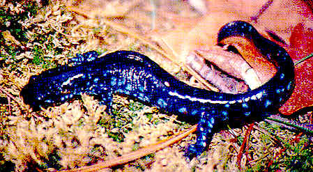 449x247 deep blue spotted salamander complex - Spotted Salamander Drawing