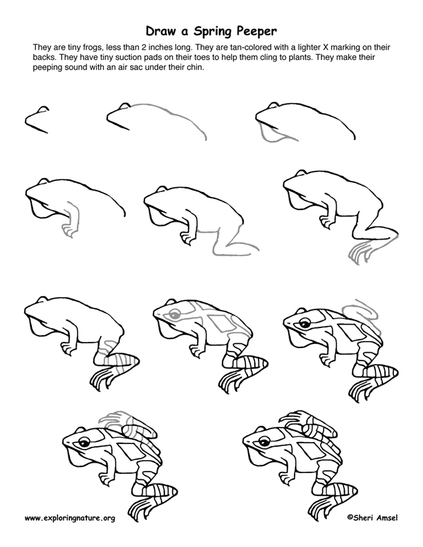 612x792 spring peeper drawing lesson - Spring Drawing Pictures