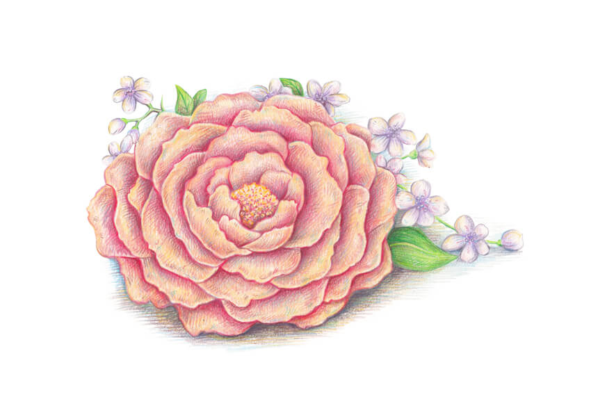 850x584 How To Draw Spring Flowers With Colored Pencils - Spring Flowers Drawing