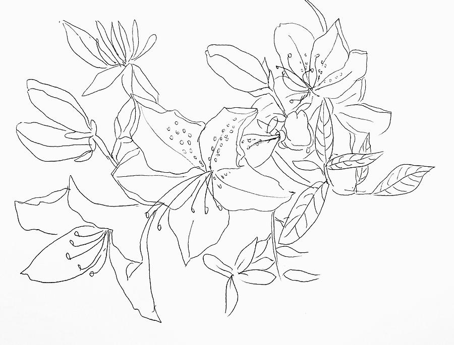 900x685 Spring Flowers Drawing - Spring Flowers Drawing