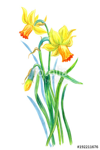 333x500 yellow orange daffodils, watercolor drawing on white background - Spring Flowers Drawing