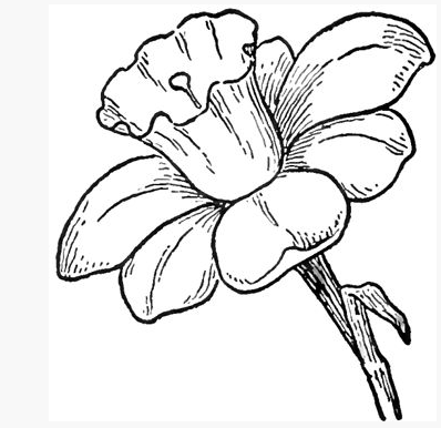 398x386 Pretty Black White Drawing Of A Daff Spring - Spring Flowers Drawing