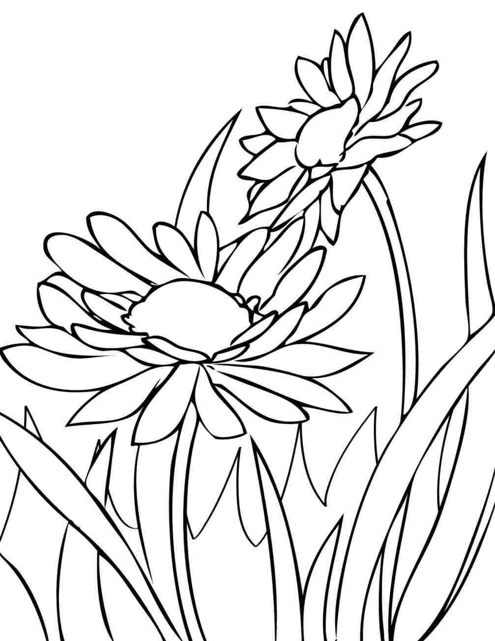 1007x1304 rhdrawingforkidscom draw daisies print this - Spring Flowers Drawing