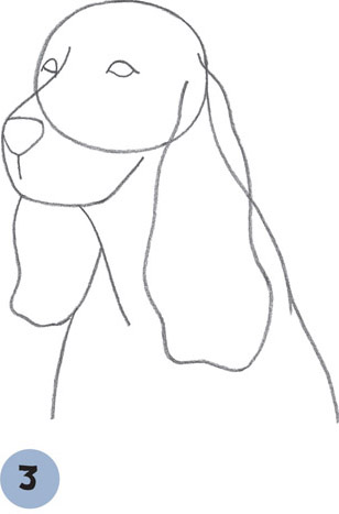 308x467 English Springer Spaniel - Springer Spaniel Drawing