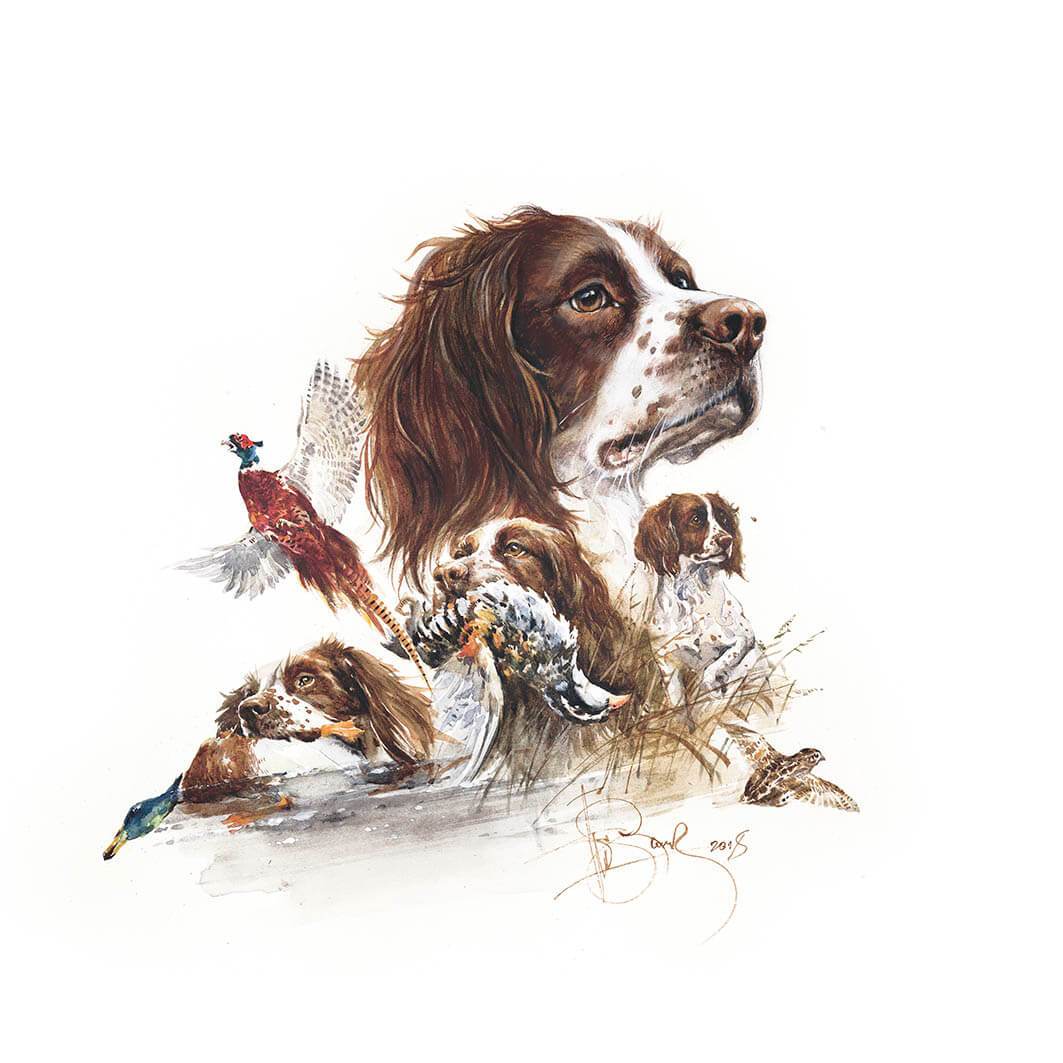 1063x1063 English Springer Spaniel - Springer Spaniel Drawing
