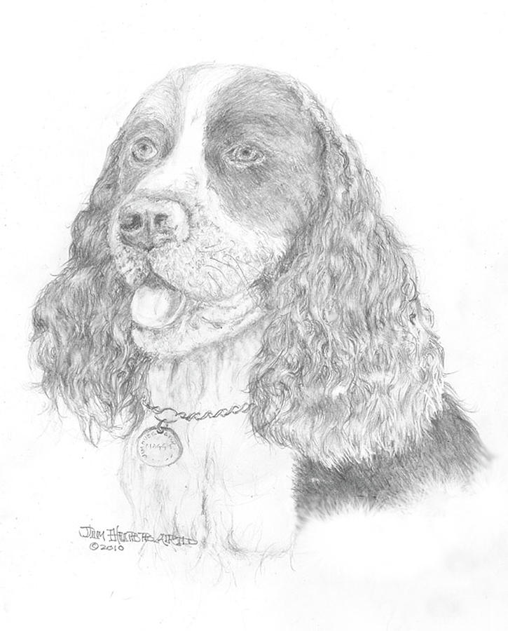 725x900 English Springer Spaniel Drawing - Springer Spaniel Drawing