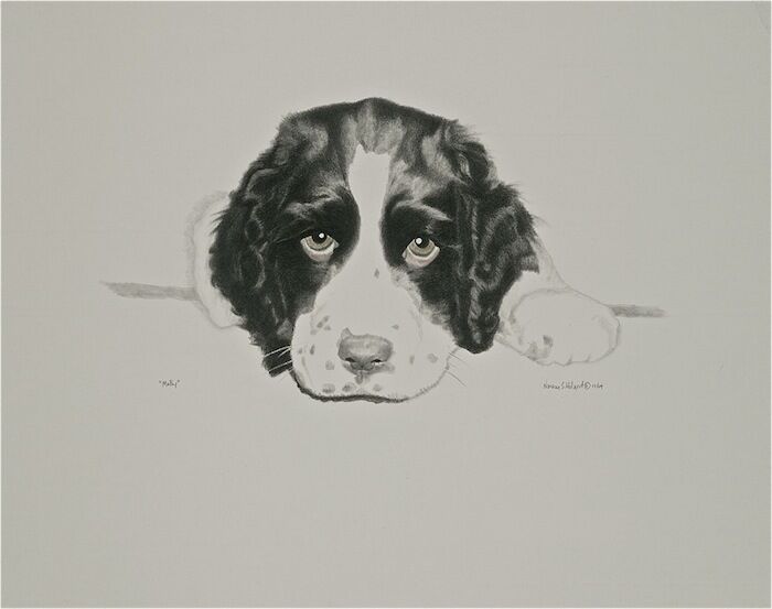700x553 English Springer Spaniel Puppy Print Original Graphite Drawing - Springer Spaniel Drawing
