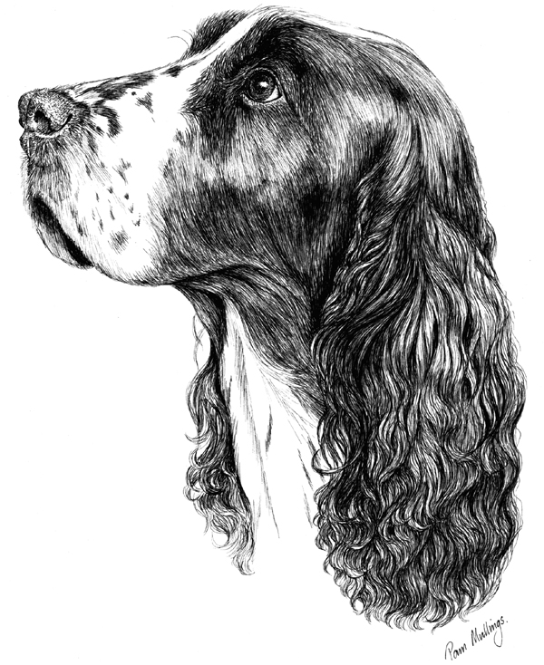 Springer Spaniel Drawing at Explore collection of