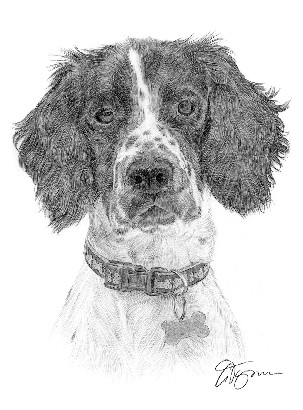 Springer Spaniel Drawing at Explore collection of