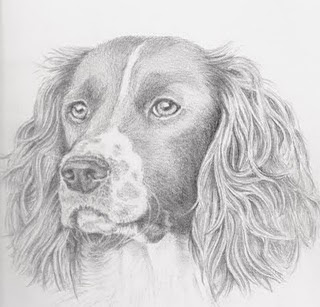 Springer Spaniel Drawing at PaintingValley.com | Explore collection of ...