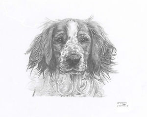 300x239 Springer Spaniel - Springer Spaniel Drawing