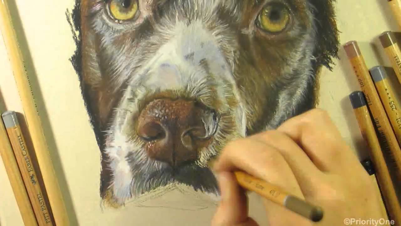 1280x720 Speed Drawing - Springer Spaniel Drawing