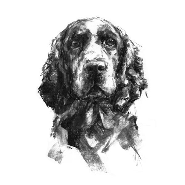 600x600 Springer Spaniel Sketch Print Paintmydog Dog Art - Springer Spaniel Drawing