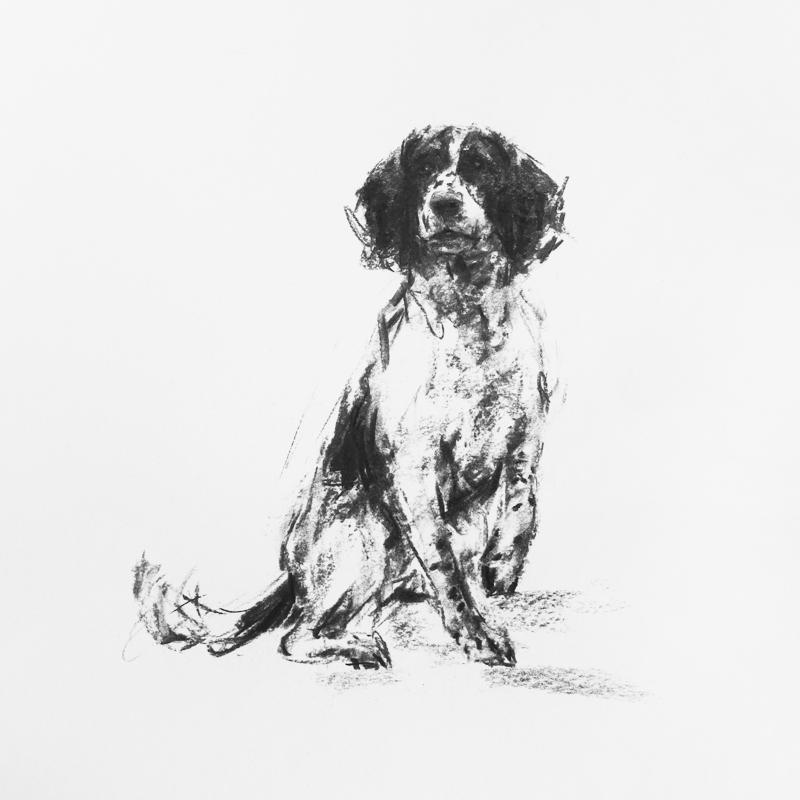 800x800 Springer Spaniel Portrait Drawing - Springer Spaniel Drawing