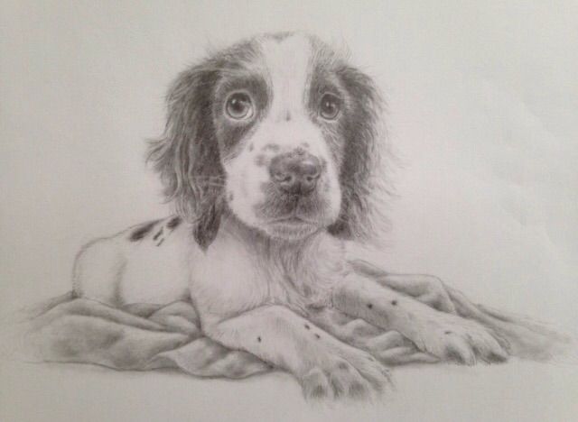 640x468 springer spaniel puppy pencil drawin - Springer Spaniel Drawing