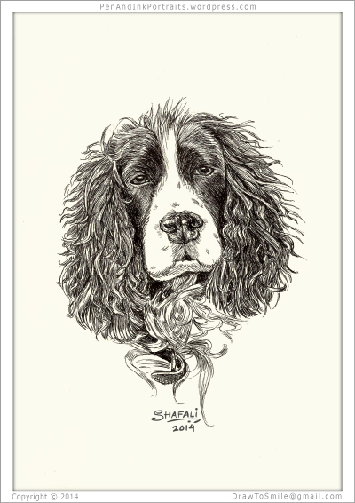 400x566 The Spirited Springer Spaniel Shafali's Pen Ink Portrait Art - Springer Spaniel Drawing