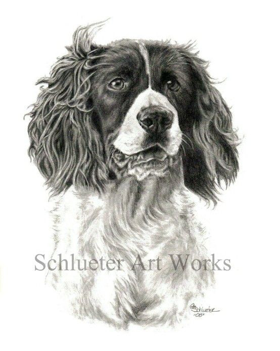 554x694 The Springer Spaniel Sketch Available Prints - Springer Spaniel Drawing