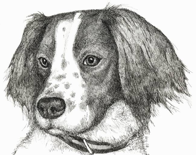 650x515 Welsh Springer Spaniel Drawing - Springer Spaniel Drawing