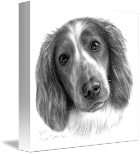 589x650 Britt, Welsh Springer Spaniel - Springer Spaniel Drawing