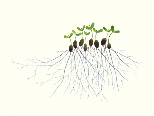 500x379 Images Of Sprout Drawing Png - Sprout Drawing