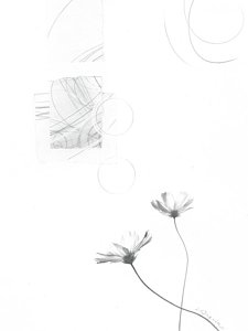 225x300 Sprout Drawings - Sprout Drawing