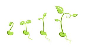 288x160 Bean Sprout Drawing - Sprout Drawing