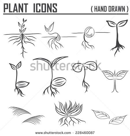 Sprout Drawing at PaintingValley.com | Explore collection of Sprout Drawing