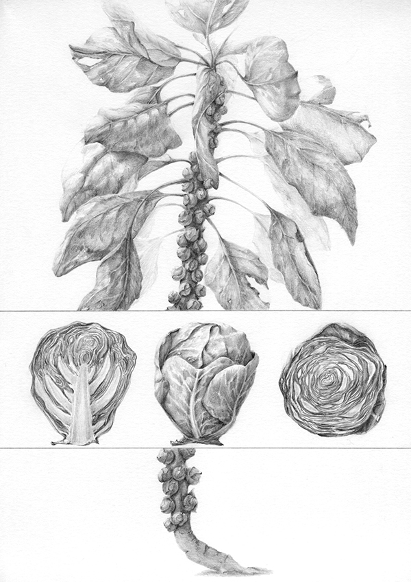 600x848 Brussel Sprout Plant On Behance - Sprout Drawing